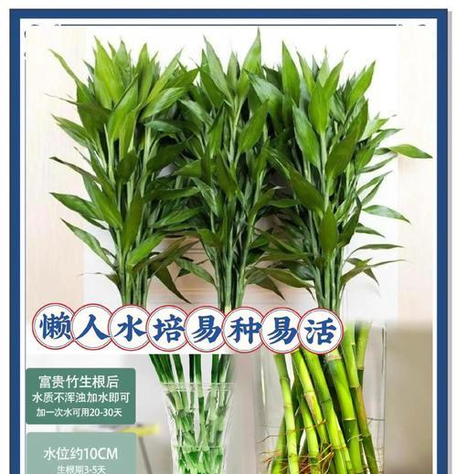富贵竹的养护秘籍——晒太阳（让富贵竹在阳光下茁壮成长）