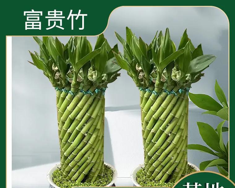 富贵竹土培养护指南（培育富贵竹生长的秘密，）
