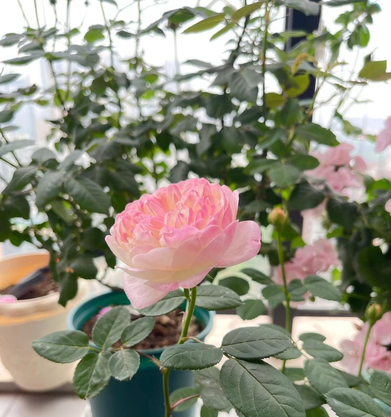 和室月季——灌木还是藤本？（植物学家解密和室月季的生长习性）