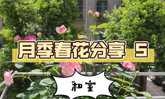 和室月季——灌木还是藤本？（植物学家解密和室月季的生长习性）