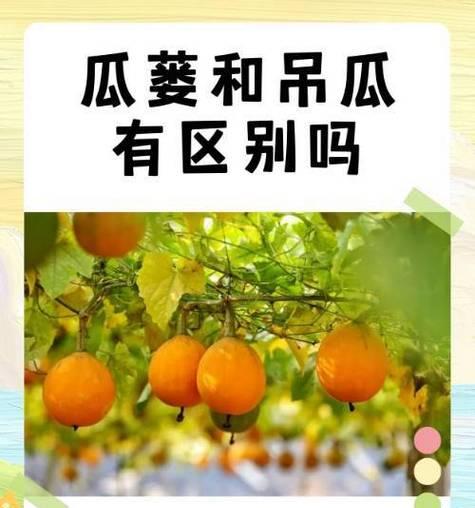 瓜蒌种植全攻略——打造理想种植环境（从土壤到气候，全方位解析瓜蒌种植技巧）