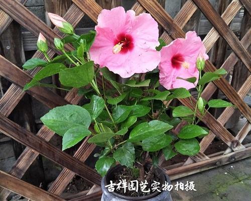 深盆还是浅盆，如何种植扶桑花？（盆栽扶桑花的种植技巧与注意事项）
