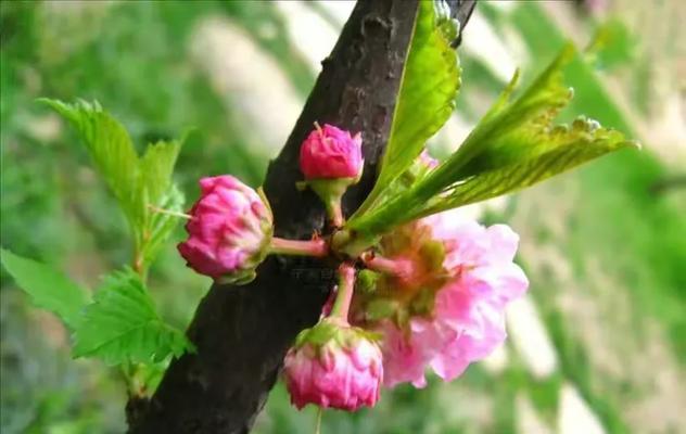 探秘榆叶梅的植物分类（乔木还是灌木？——解析榆叶梅的生长习性）