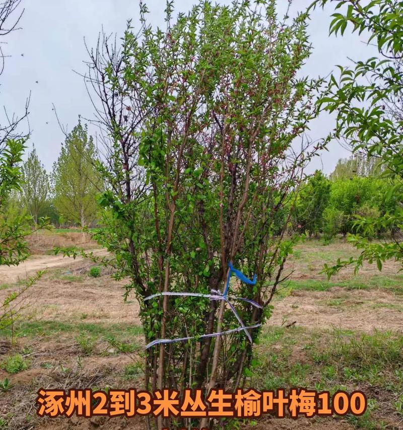探秘榆叶梅的植物分类（乔木还是灌木？——解析榆叶梅的生长习性）