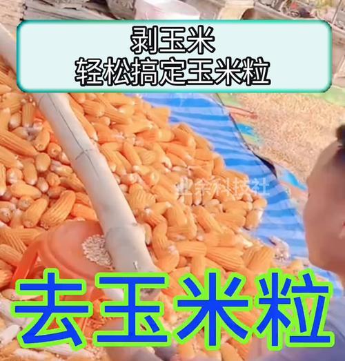湿玉米的剥粒方法（轻松掌握，享受美味的玉米粒）