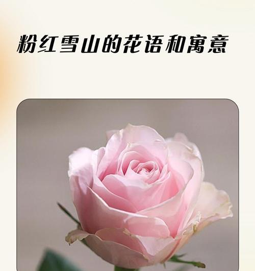 蓝雪花打顶全攻略（方法步骤详解，让你轻松掌握打顶技巧）