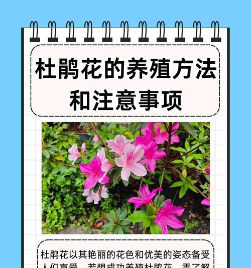 红钻花的养殖方法与注意事项（打造花园中的红色瑰宝，关注这些养护技巧！）