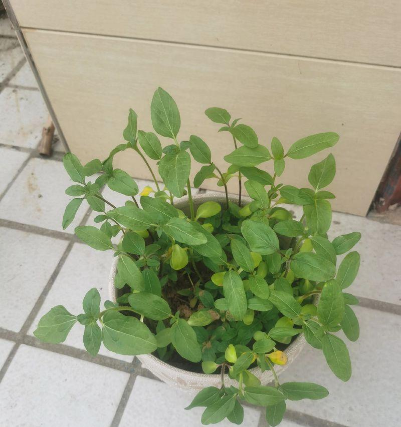 可乐浇花是好事还是坏事？（探讨可乐浇花的利弊和注意事项）