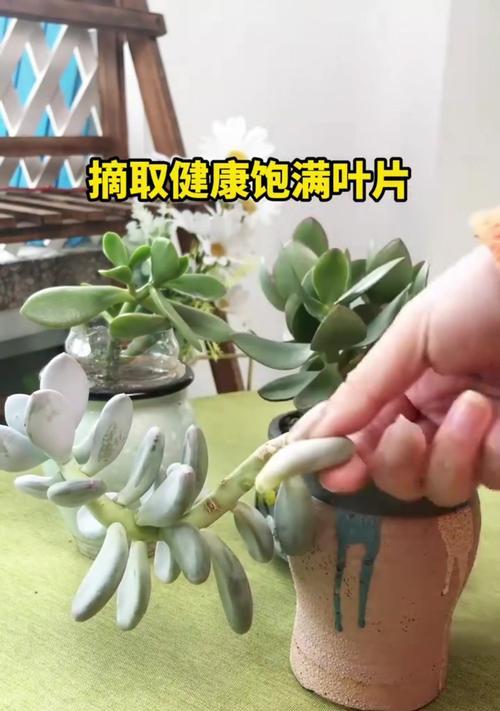 可乐浇花是好事还是坏事？（探讨可乐浇花的利弊和注意事项）