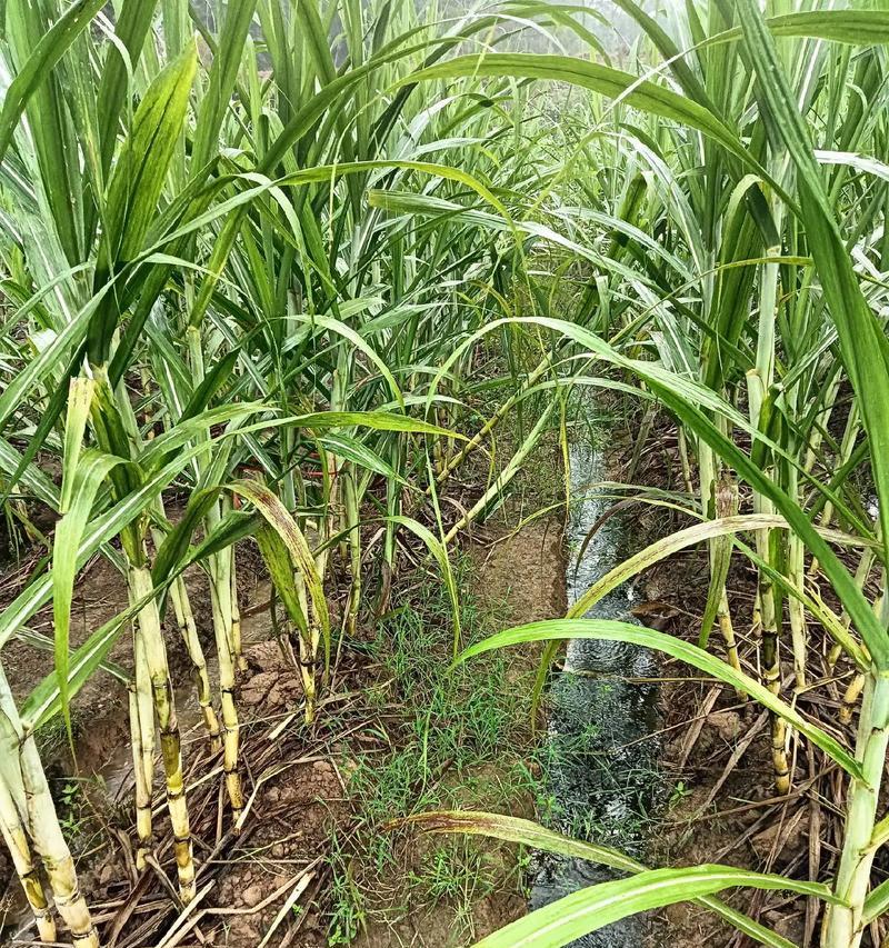 甘蔗肥料：最适合甘蔗生长的肥料