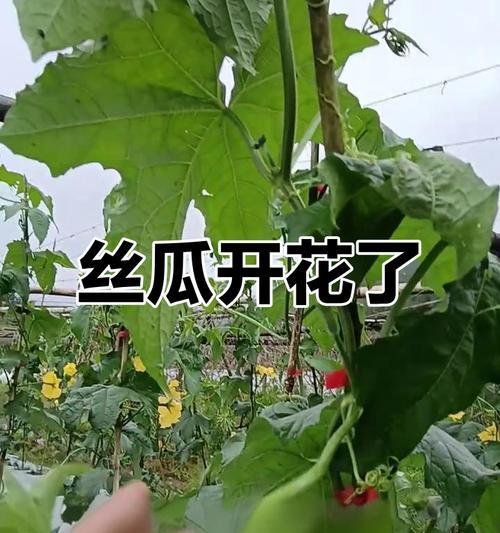 丝瓜的开花结果时间分析（探究丝瓜种植中的开花结果时间，助力丝瓜收成）
