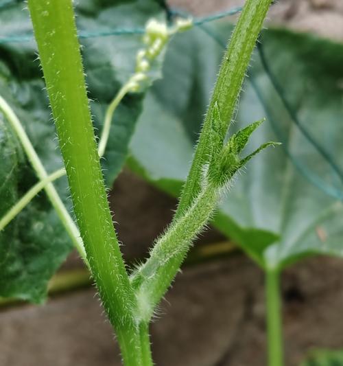 丝瓜的开花结果时间分析（探究丝瓜种植中的开花结果时间，助力丝瓜收成）
