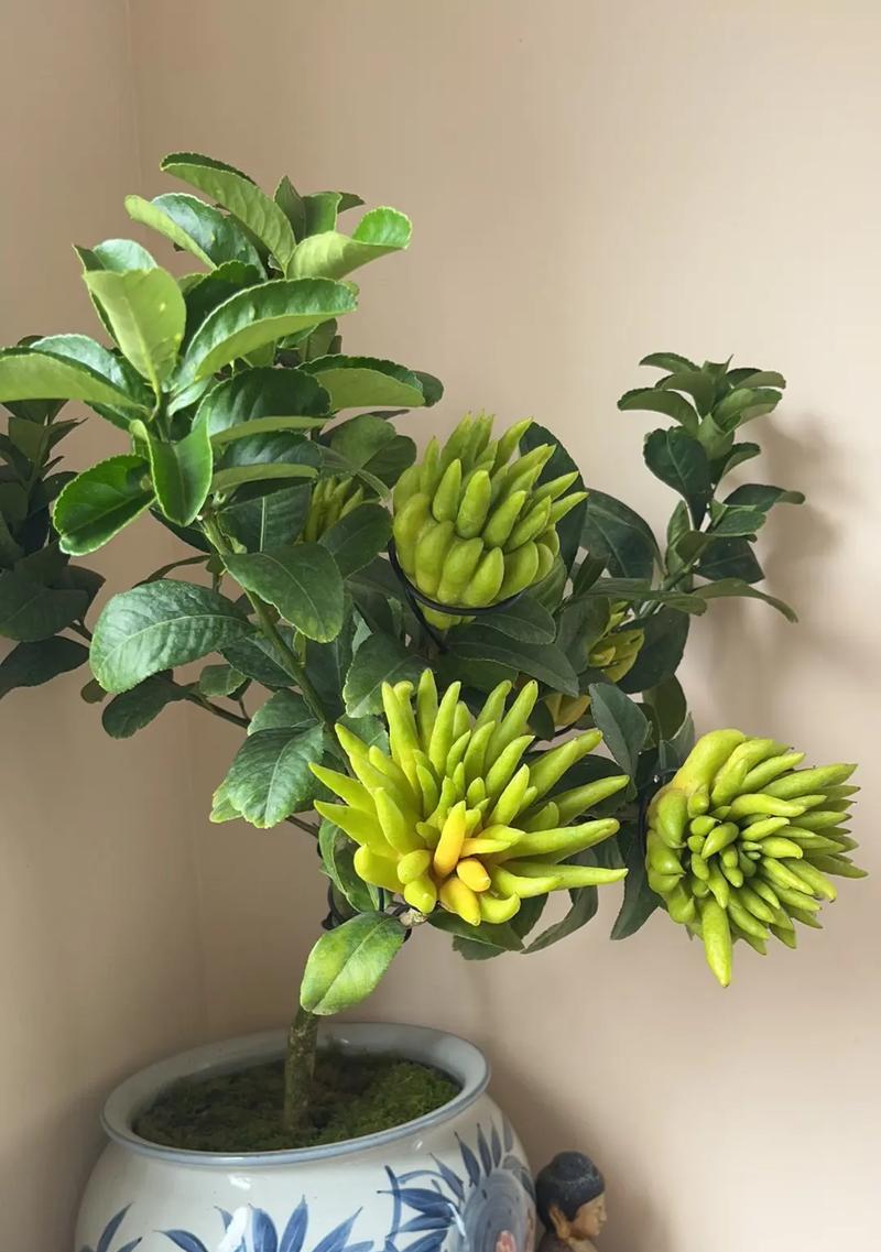 盆栽佛手的养护与管理（打造精美花园的必备技能）