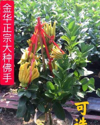 盆栽佛手的养护与管理（打造精美花园的必备技能）