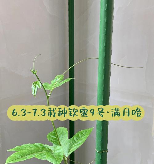 仙人剑的剪枝修剪时间与方法（打造健康美丽的仙人剑）