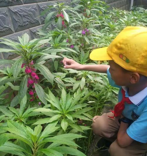 正确摘心打顶繁花似锦（掌握凤仙花养护技巧，助你成为园艺高手）