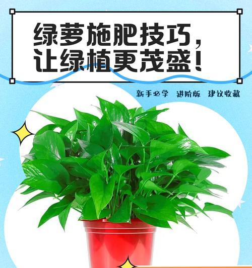 绿萝施肥周期与肥料选择（绿萝施肥周期与肥料选择）