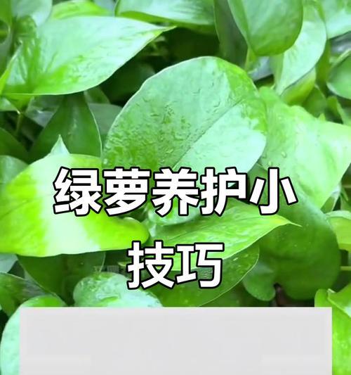 绿萝施肥周期与肥料选择（绿萝施肥周期与肥料选择）