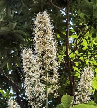 水鬼蕉花香的奇特之处（毒性与效用一览）