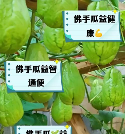 佛手瓜的生长周期与开花结果（了解佛手瓜的成长过程，掌握开花结果关键期）