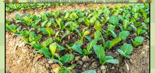 小白菜种植时间的选择（如何选定最佳种植时间）