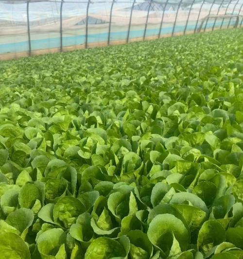 小白菜种植时间的选择（如何选定最佳种植时间）