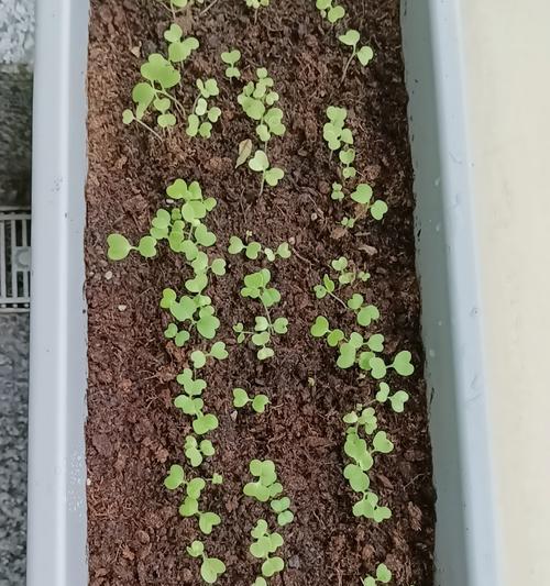 小白菜种植时间的选择（如何选定最佳种植时间）