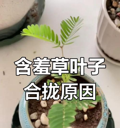 含羞草掉叶子原因及解决方法（了解含羞草掉叶子的原因和如何预防）