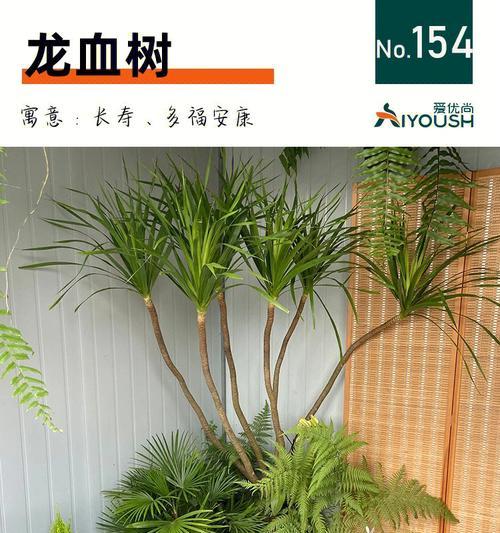 家居风水福气多——养龙血树（龙血树具有哪些特性？如何摆放？）