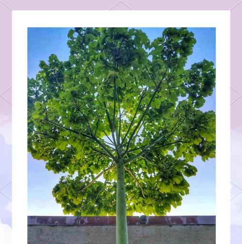 梧桐树和泡桐树的区别（探究两种树的外观、生长环境、用途、文化意义等方面的不同）