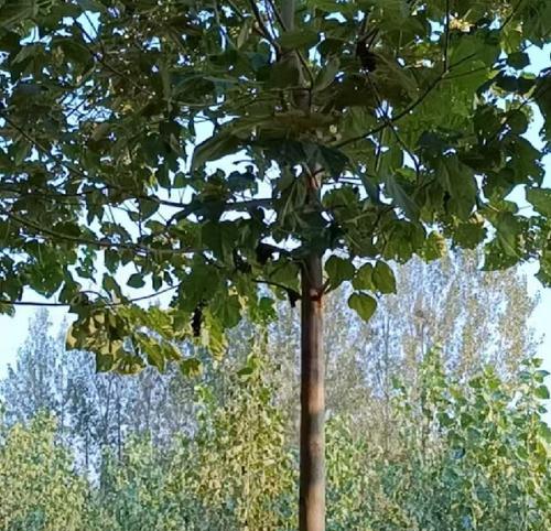 梧桐树和泡桐树的区别（探究两种树的外观、生长环境、用途、文化意义等方面的不同）