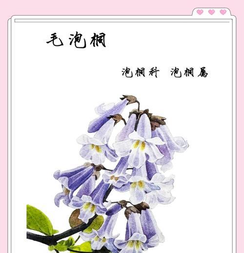 梧桐树和泡桐树的区别（探究两种树的外观、生长环境、用途、文化意义等方面的不同）