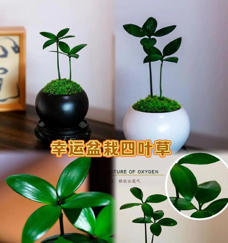 室内四叶草，养得好不易！（适合在室内养的四叶草品种介绍）