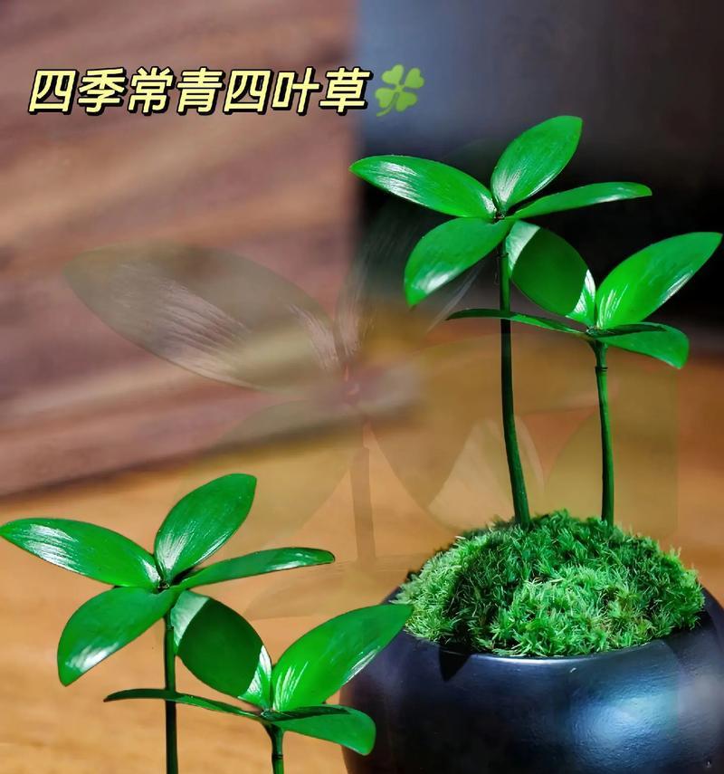 室内四叶草，养得好不易！（适合在室内养的四叶草品种介绍）