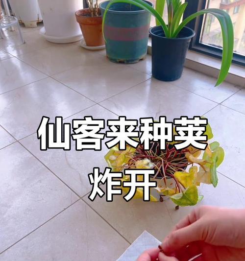 仙客来种子发芽时间详解（仙客来种子发芽时间的影响因素及优化方法）