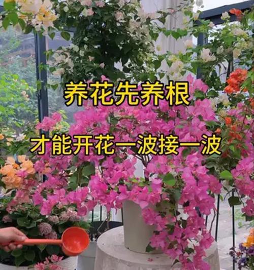 三角梅的养护秘籍（室内养护，让你的三角梅长势蒸蒸日上）