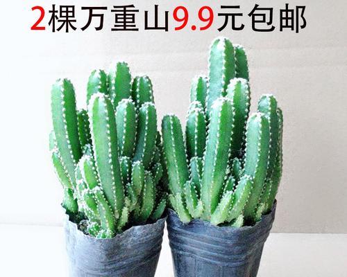 仙人掌可以帮助净化室内空气（利用仙人掌去除甲醛）