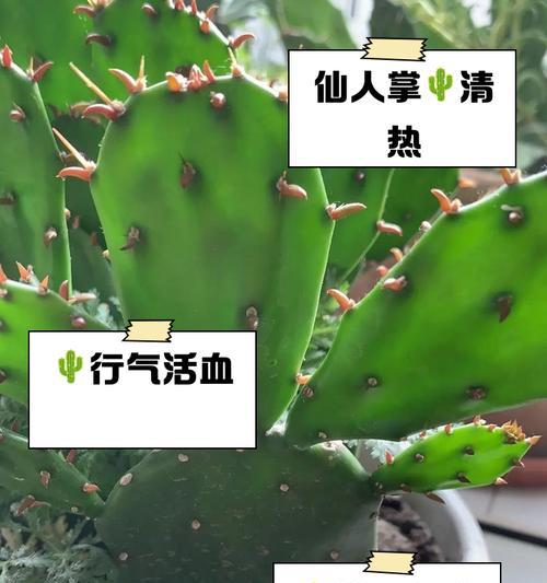 仙人掌可以帮助净化室内空气（利用仙人掌去除甲醛）