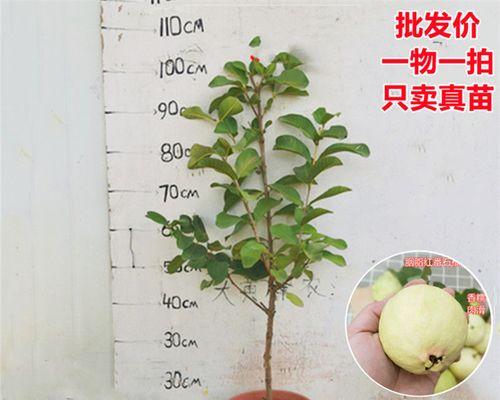 番石榴开花结果时间（掌握番石榴成长规律，赏花品尝果实不再错过）