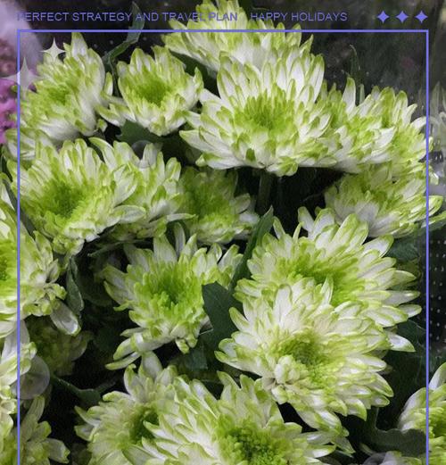 小雏菊的生命周期及特点——多年生还是一年生？