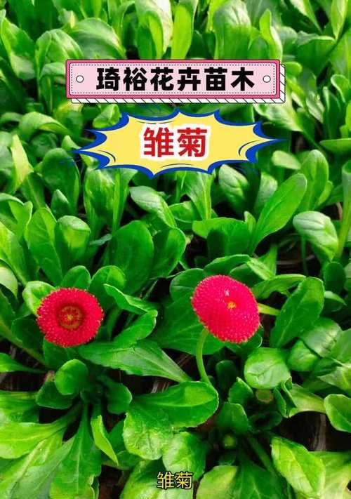 小雏菊的生命周期及特点——多年生还是一年生？