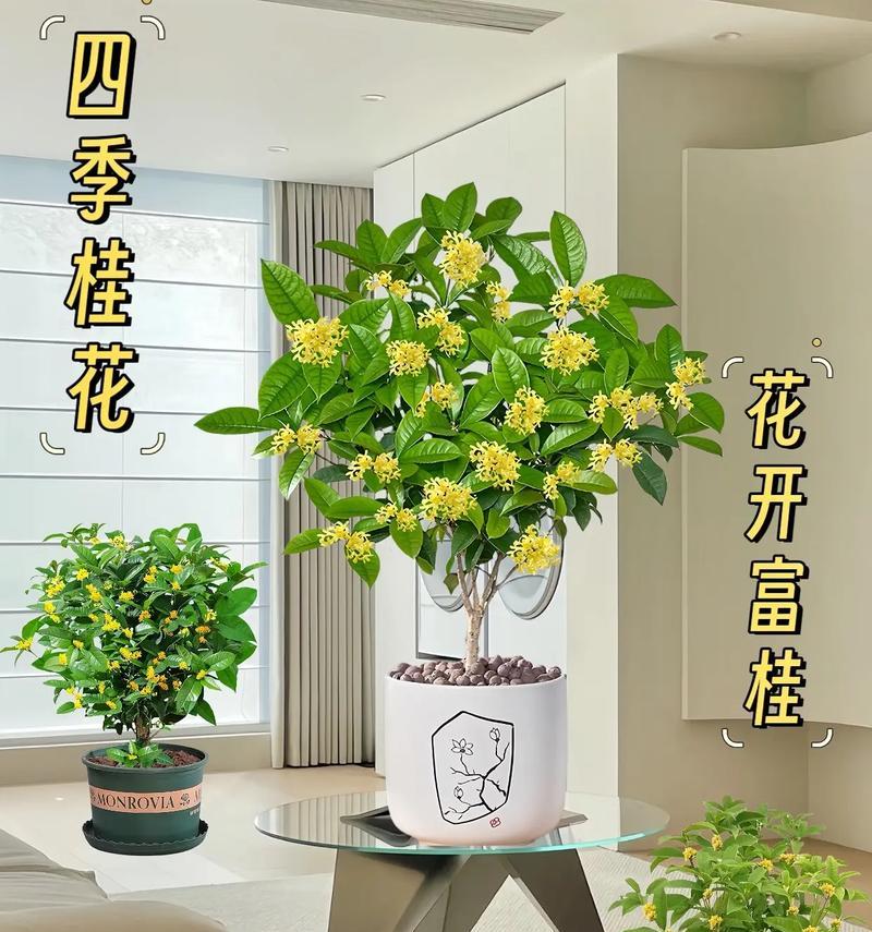 天香桂花树是不是四季开花？（了解这种神奇的树，让你惊喜不断！）