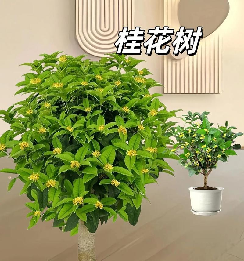 天香桂花树是不是四季开花？（了解这种神奇的树，让你惊喜不断！）