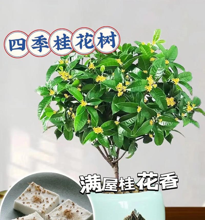 天香桂花树是不是四季开花？（了解这种神奇的树，让你惊喜不断！）