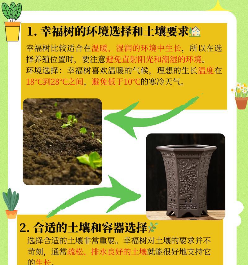 大幸福树的养殖方法和注意事项（打造家庭花园，让大幸福树生长茁壮）