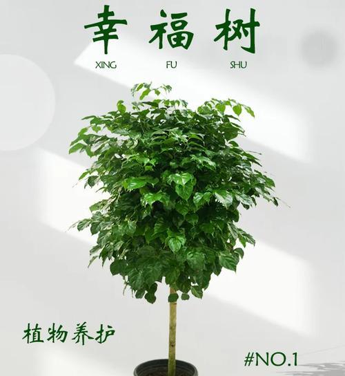 大幸福树的养殖方法和注意事项（打造家庭花园，让大幸福树生长茁壮）