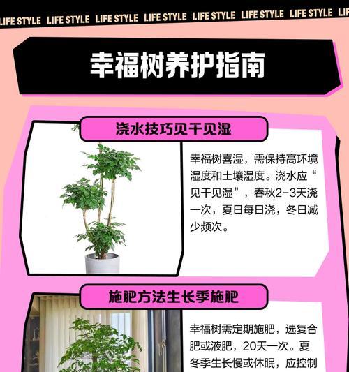 大幸福树的养殖方法和注意事项（打造家庭花园，让大幸福树生长茁壮）