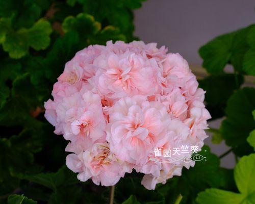天竺葵的品种及特点（天竺葵是如何被分类的）