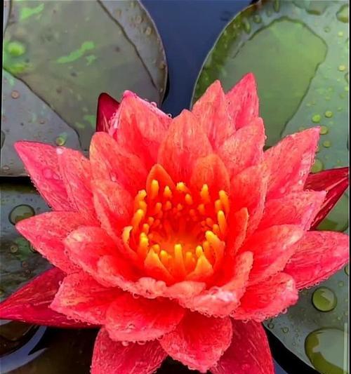 睡莲四季开花的奥秘（水生植物如何实现全年开花？）