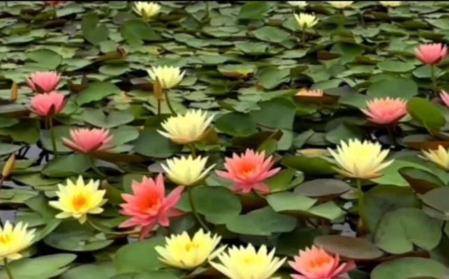 睡莲四季开花的奥秘（水生植物如何实现全年开花？）